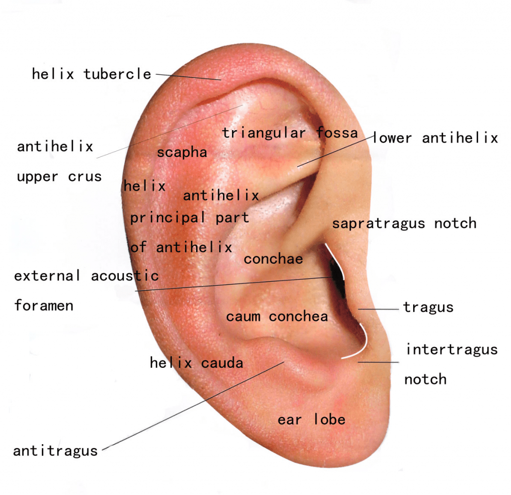 Ear Reconstruction - Pasadena & Newport Beach | Dr. Hung